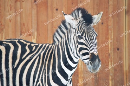 Zebra I