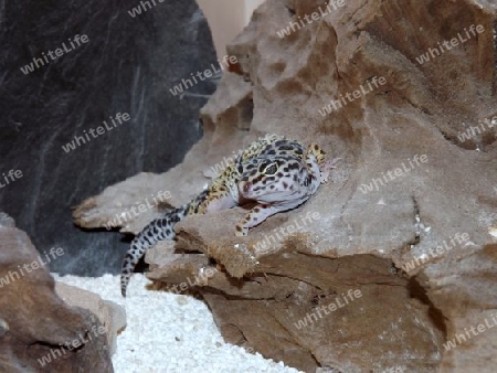 Leopard, Leopardgecko, Gecko, Echse, Reptilien, Exoten, Haustiere, Farbe, Natur, Indien