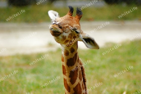 BABYGIRAFFE