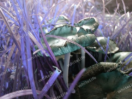 Wiesenpilz an der Wupper 4 III verfälscht