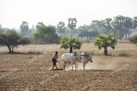 a farmer and his Ox are on the field near the Temples in Bagan in Myanmar in Southeastasia.