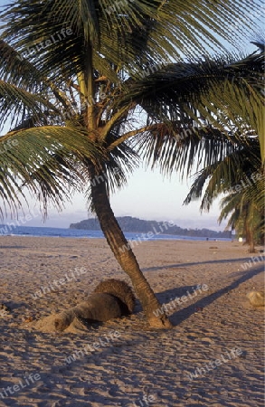 the Beach of Tela near San Pedro Sula on the caribian sea in Honduras in Central America,