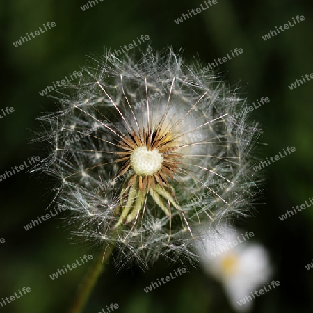 Pusteblume