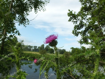 Blumenfenster 