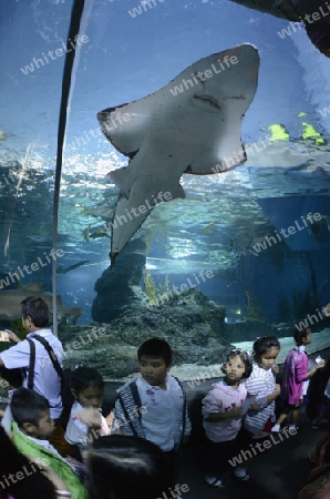 Das Siam Ocean World Aquarium in der Hauptstadt Bangkok von Thailand in Suedostasien.