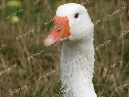 Portrrait einer Gans in einem Freigehege