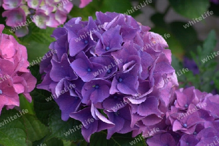 Blauviolette Hortensie 1