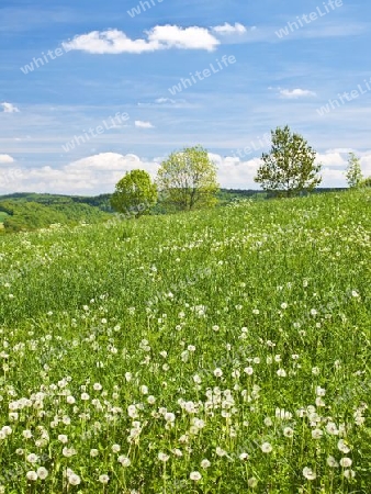 Wiese mit L?wenzahn 