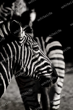 Zebra aus Africa