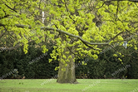 Baum im Tiergarten 