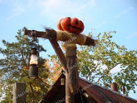 Disneyland Paris Halloween 2008 Pumpkin K?rbis