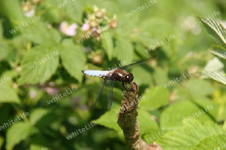 Plattbauchlibelle (Libellula depressa)