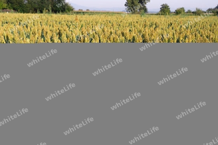 Hirse Sorghum Millet