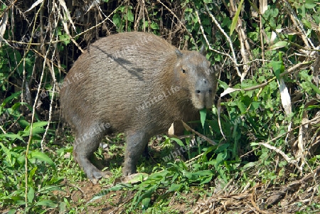 Wasserschwein, Capibara