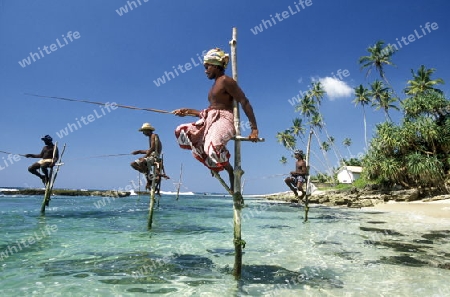 Fischer fischen auf traditionelle art bei Weligama im sueden der Insel Sri Lanka im Indischen Ozean.