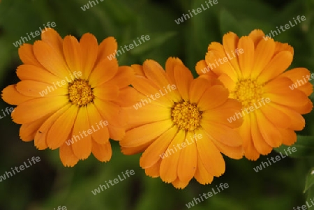 Marigold,calendula officinalis