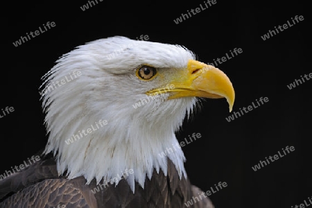 Weisskopfseeadler (Haliaeetus leucocephalus), Portrait