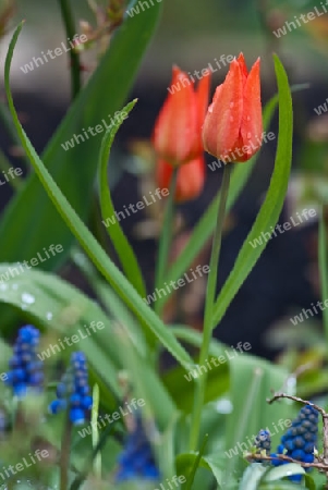 Tulpenportraet, Tulipa