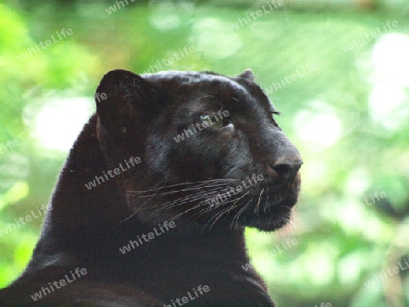 Schwarzer Panther horcht auf