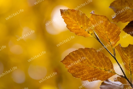 Herbstbl?tter mit farbigem, herbstlichem Hintergrund 