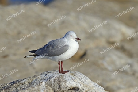 Hartlaubm?we (Chroicocephalus hartlaubii, Larus hartlaubii) Bird Island, Lamberts Bay, West Kap Western Cape, S?dafrika, Afrika