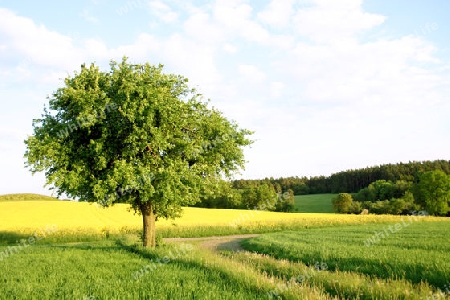 Baum im Rapsfeld