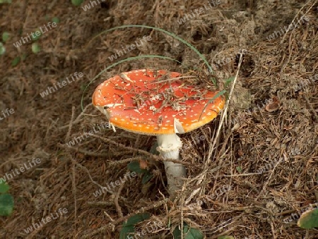 Amanita muscaria