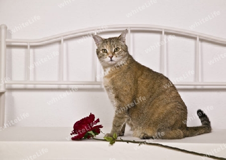 Katze mit Rose