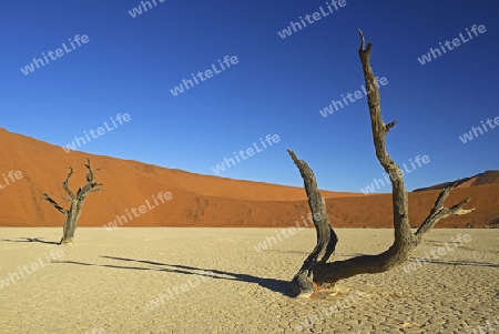 Kameldornb?ume (Acacia erioloba), auch Kameldorn oder Kameldornakazie im letzten Abendlicht,  Namib Naukluft Nationalpark, Deadvlei, Dead Vlei, Sossusvlei, Namibia, Afrika