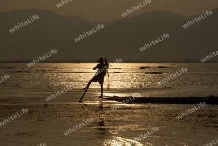 Fishermen at sunset in the Landscape on the Inle Lake in the Shan State in the east of Myanmar in Southeastasia.