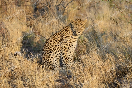 Leopard (Panthera pardus) , Khomas Region, Namibia, Afrika