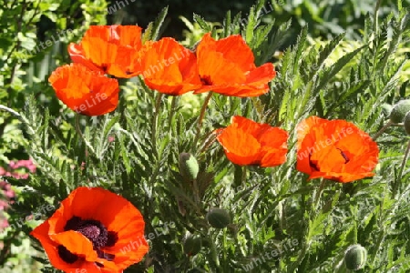 Roter Mohn auf der Insel