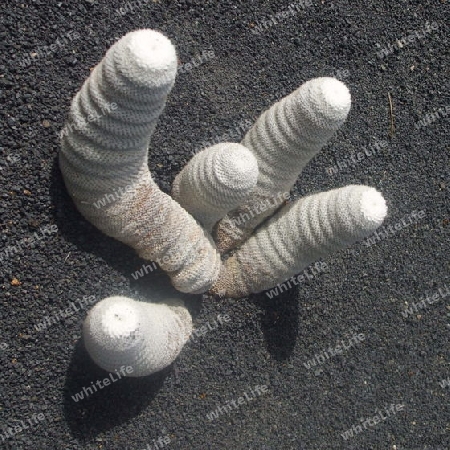 Lanzarote,Kaktus im Kakteen-Garten von Cesar Manrique