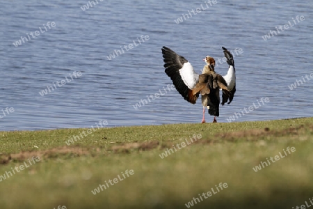 Nilgans, Alopochen aegyptiacus,