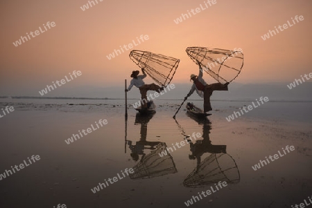 Fishermen at sunrise in the Landscape on the Inle Lake in the Shan State in the east of Myanmar in Southeastasia.