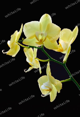 Gelbe Orchidee