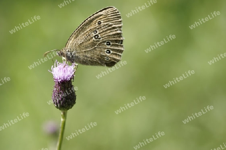 Schmetterling auf Bluete