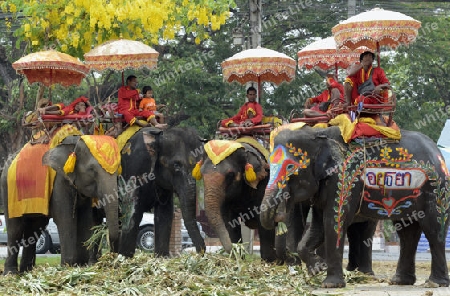 Das Songkran Fest oder Wasserfest zum Thailaendischen Neujahr ist im vollem Gange in Ayutthaya noerdlich von Bangkok in Thailand in Suedostasien.  