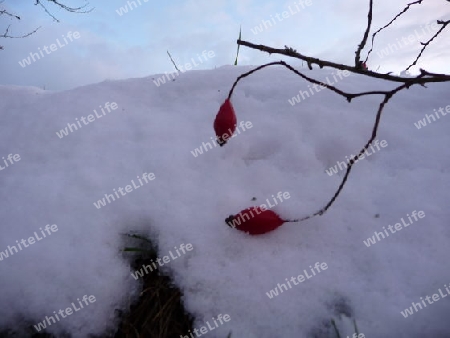 Rot auf Weiss