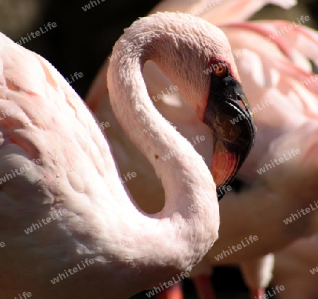 rosa flamingo im profil