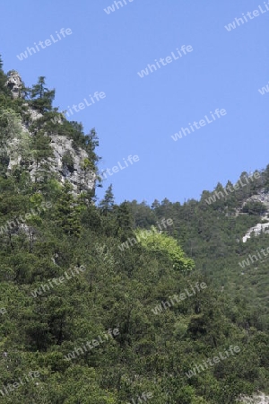 Wilder Fels, Baeume auf seiner Spitze