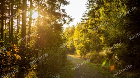 Weg aus dem Wald