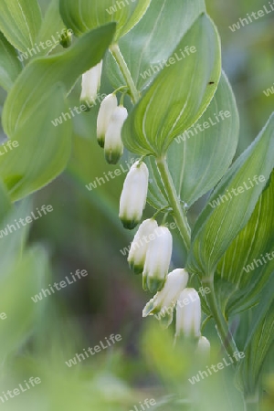 Echte Salomonssiegel, Polygonatum odoratum