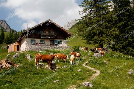 Alm auf dem Wendelstein