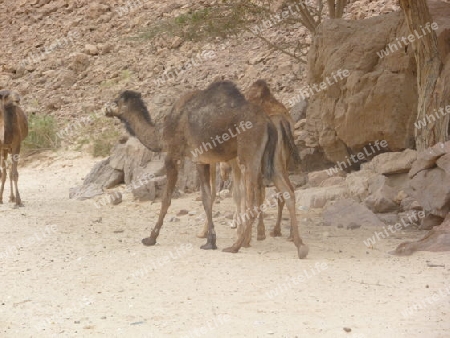 Wildkamele Sinai