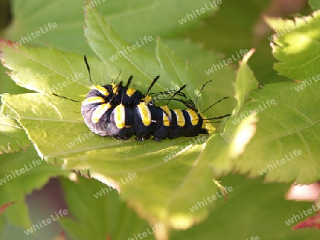 Alder Moth