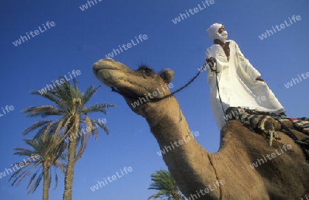 Beduine mit Kamel in der Wueste von Douz im Sueden von Tunesien in Nordafrika.