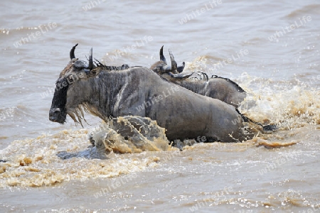 Gnu, Streifengnu, Weissbartgnu (Connochaetes taurinus), Gnumigration, great Migration,  Gnus beim durchqueren des Mara River, Masai Mara, Kenia