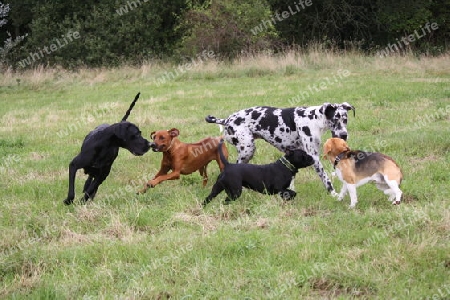 Rhodesian Ridgeback Hundetreffen