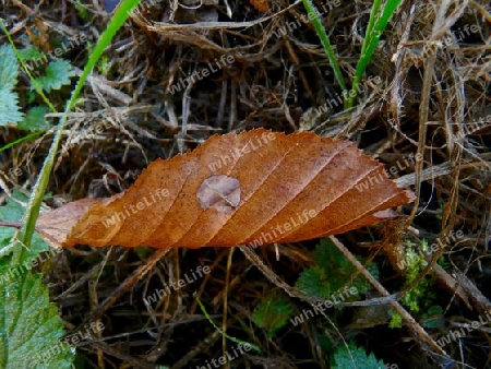 Blatt mit Durchsicht P1280454